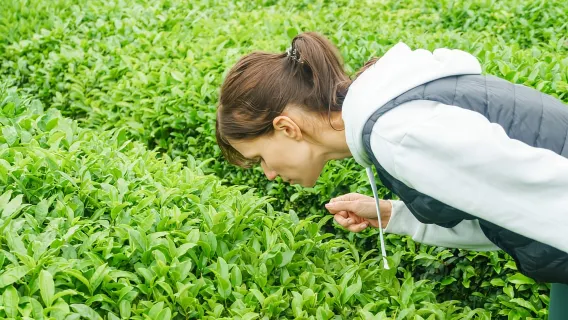 Charleston: Wadmalaw Island Wine Tasting and Tea Garden Trip