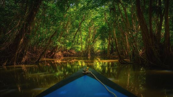 Dominica: Indian River Discovery & Beach Stop Tour