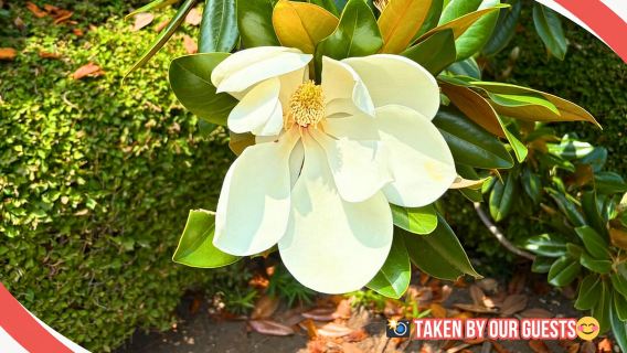 Château de Tokyo : Visite à pied du Palais impérial, du Shogun et des jardins