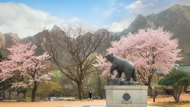 Seul: Monte Seorak, Nami Island, Niente Shopping (+Opzione RailBike)