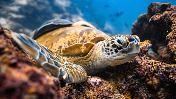 Private Los Cabos snorkeling tour to Chileno bay and Santa Maria cove