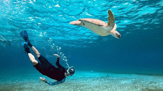 The Cozumel Turtle Sanctuary Snorkel Tour
