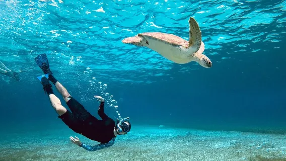 The Cozumel Turtle Sanctuary Snorkel Tour