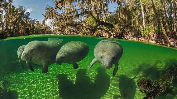 Exclusive Small Group VIP Heated Manatee Snorkel Tour