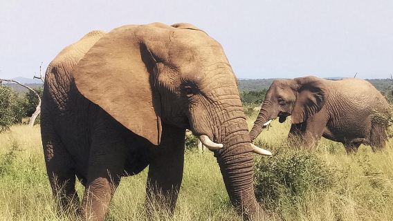 Economic 1-Day Kruger Safari from Maputo