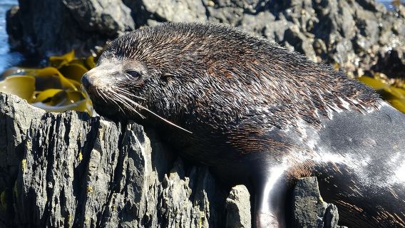 Seal Coast Safari - Lối vào độc quyền đến bờ biển bí mật của Wellington