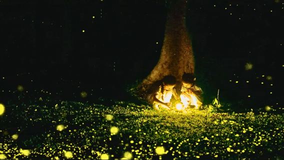西雙版納中國科學院西雙版納熱帶植物園·營地活動【夜遊講解+昆蟲世界+螢火星空】