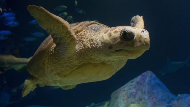 ตั๋วเข้าชมพิพิธภัณฑ์สัตว์น้ำนิวยอร์ก