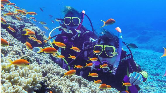 1-day tour to Similan Islands in Phuket, Thailand (approx. 2 hr drive from pier)|Snorkeling/Island Hopping
