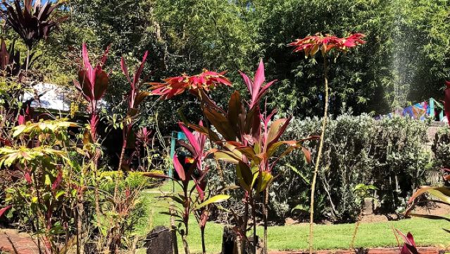 The Grand Tour of St. Kitts