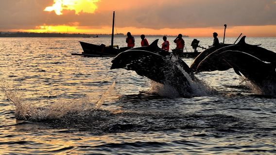 峇裡島羅威納海豚觀賞、與海豚一起游泳和浮潛一日遊