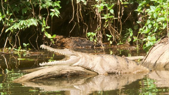 Kuranda: Tour du thuyền trên sông