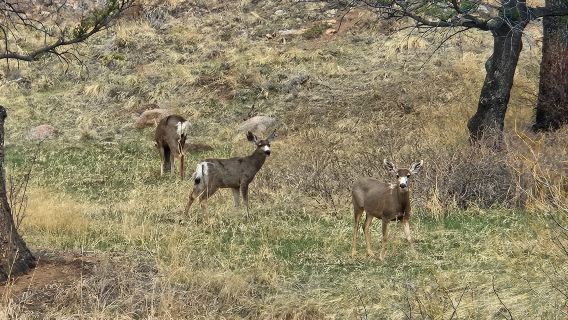 Colorado Springs: tour di lusso in Jeep a Pikes Peak