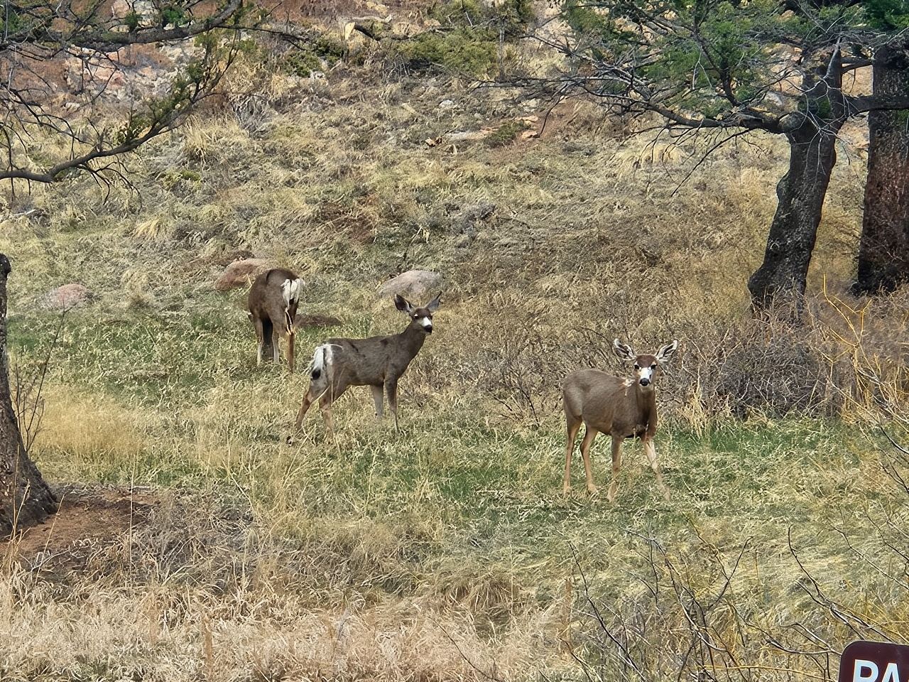 Colorado Springs: Pikes Peak Luxury Jeep Tour