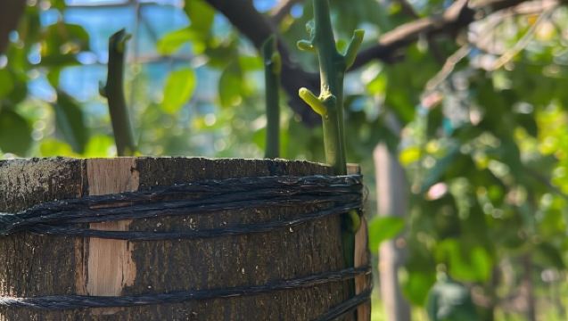 Sorrento: Tour del Giardino dei Limoni con Degustazione di Marmellata