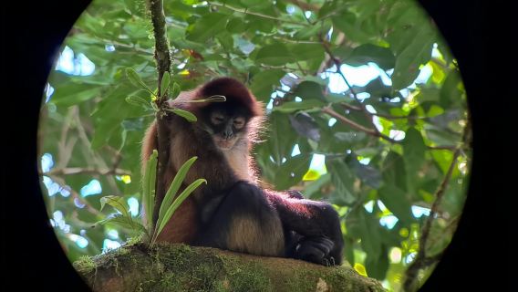 Arenal’s Best Sloth Tour: A Unique Wildlife Experience