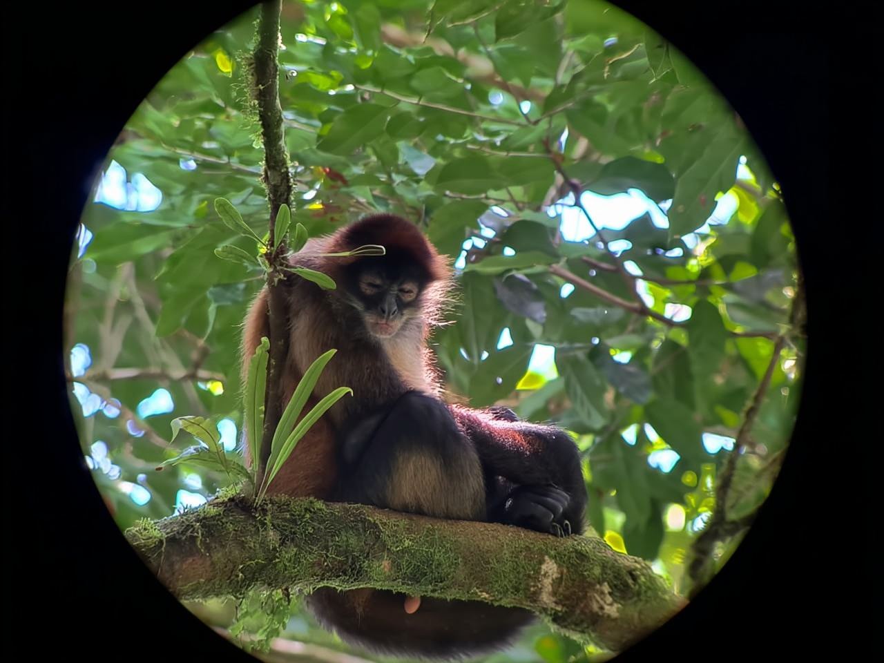 Arenals beste Faultiertour: Ein einzigartiges Wildtiererlebnis