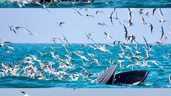 基督城來回|凱庫拉觀鯨遊船+國際南極中心+不拼團包車1日遊