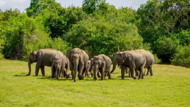 อุทยานแห่งชาติมิเนริยะ ซาฟารีครึ่งวัน