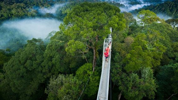 汶萊烏魯淡武廊國家公園一日遊【獨木舟+天空步道+魚療】