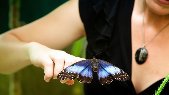 Monteverde Butterfly Garden Ticket