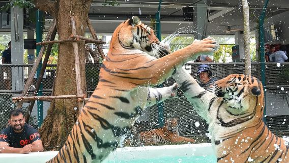Interaksi dan gambar foto di Taman Harimau Pattaya|Perkhidmatan Pengangkutan Eksklusif