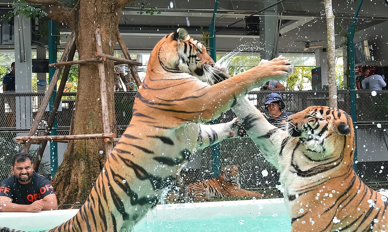 Interazione fotografica al Tiger Zoo di Pattaya|Trasferimento privato