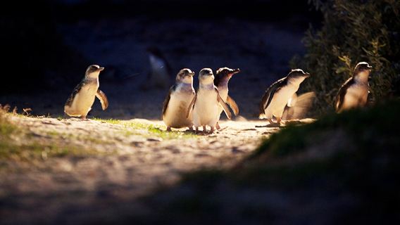 菲利普島Penguin Parade+莫寧頓布萊頓海灘更衣小屋一日遊【墨爾本接駁】