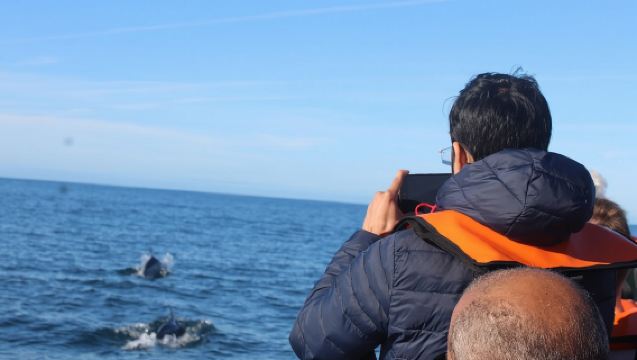 Observation des dauphins + excursion sur 2 îles - Au départ de Faro