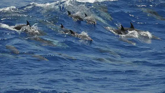 Dolphin and Whale Cruise in Puerto Rico, Gran Canaria