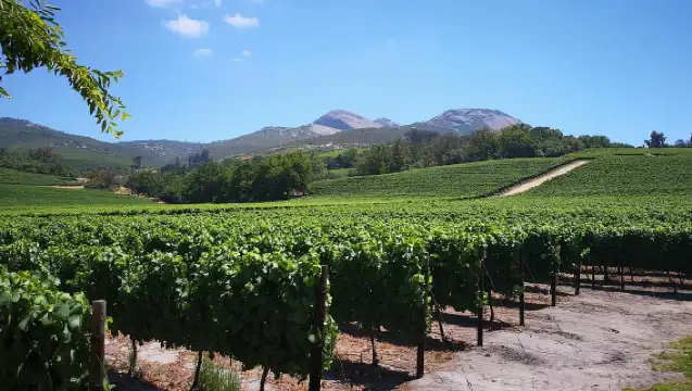 ทัวร์สเตลเลนบอชแบบส่วนตัว ทัวร์ชมไวน์ฟรานส์ชอคพาร์ล จากเคปทาวน์