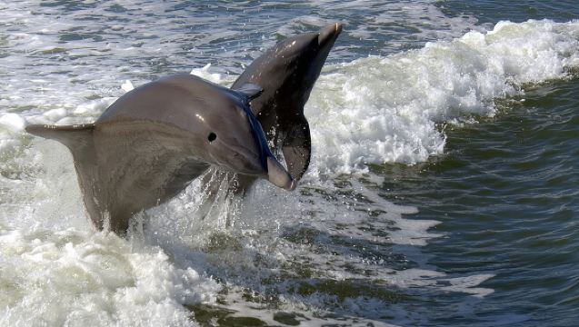 Everglades National Park Biologist Led Adventure: Cruise, Hike + Airboat