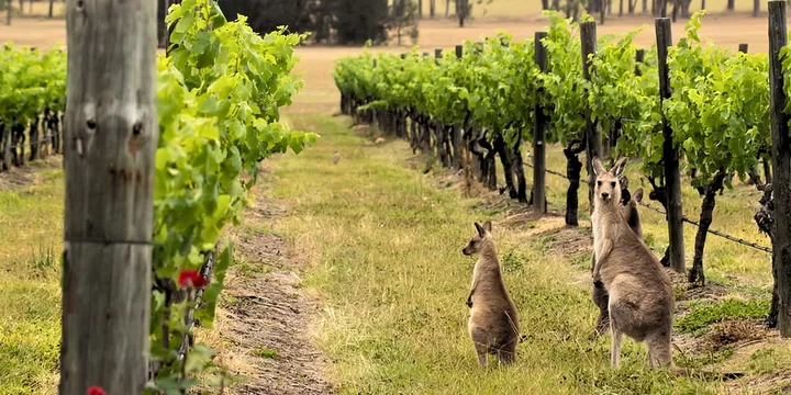 호주 와이너리 투어