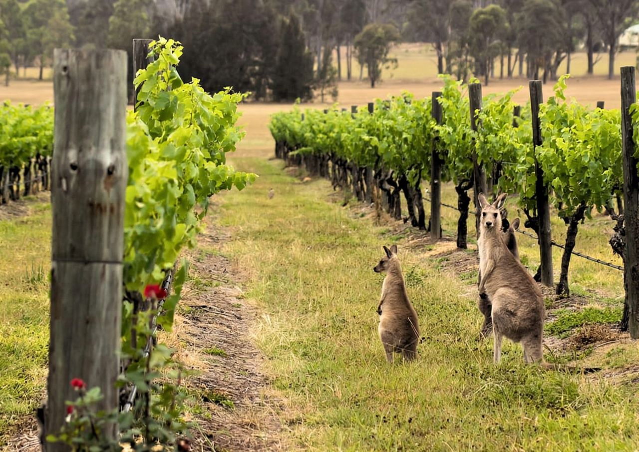 Hunter Valley: Wine, Chocolate and Lunch All Inclusive Tour