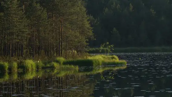 From Helsinki: Nuuksio National Park Half-Day Trip