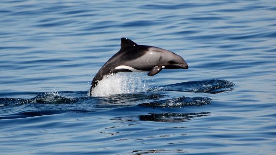 Christchurch to Akaroa & Banks Peninsula Classic Tour with Chinese Private Charter