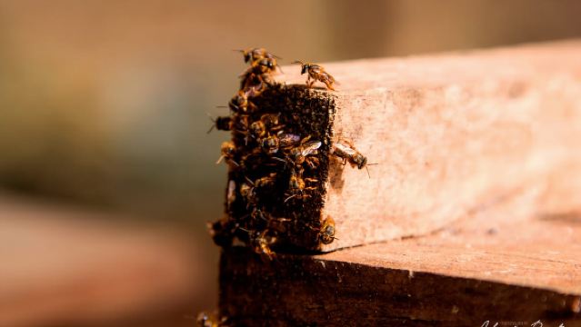 Xkopek, Mayan Bees Tour and Honey Tasting in Valladolid