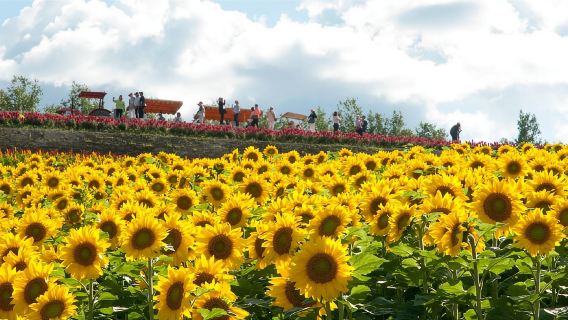 Sapporo: tour al mar de flores de Furano y al estanque azul de Biei con recogida