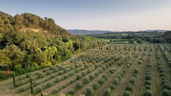 Self tour of the olive oil mill & olive oil tasting
