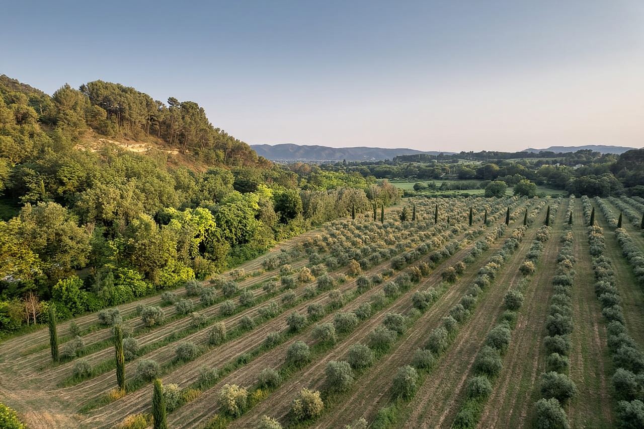Self tour of the olive oil mill & olive oil tasting
