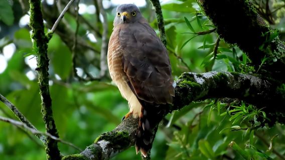 La Fortuna: Tour de avistamiento de perezosos