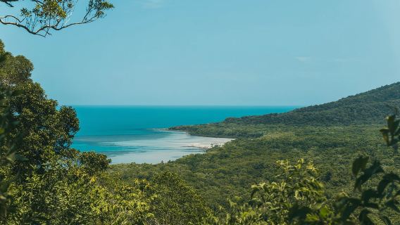 Cairns: Cape Tribulation & Daintree Rainforest Premium Tour
