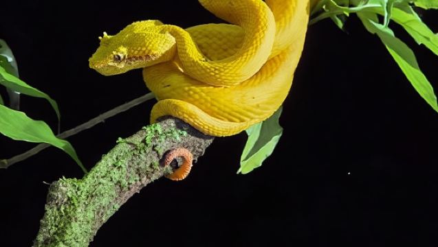 Puerto Viejo & Cahuita: Night Tour in the Caribbean Forest