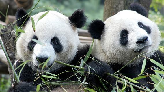Private Half-Day Chengdu Panda Breeding Center Tour with Optional Volunteer
