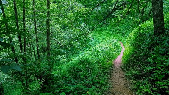 Tour durch den Mtirala-Nationalpark