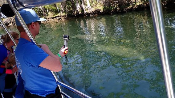 Crucero de avistamiento de manatíes en Crystal River
