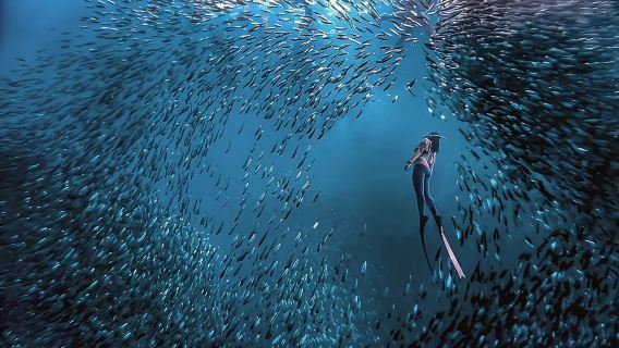 Expérience de plongée avec les bancs de sardines à Moalboal, Philippines - 3 heures de plongée sous-marine (équipement fourni / plongée avec ou sans certification)