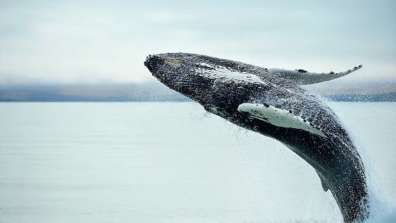ReykjavikTours