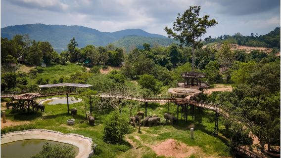 Ko Samui : Visite émouvante au royaume des éléphants (une expérience pleine d'émotions)