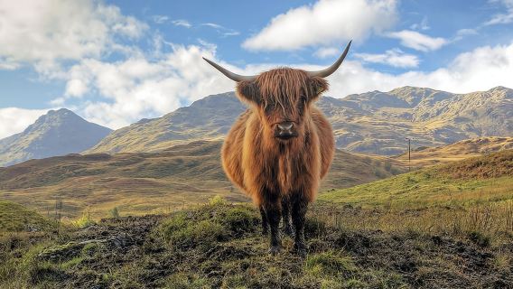 tour di un giorno alle Highlands scozzesi + Loch Ness + Glencoe + Loch Lomond|andata e ritorno da Glasgow